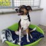 REGALO LEO - meticcio taglia piccola cerca casa