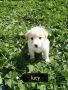 REGALO Adozione cucciole LUCY e SALLY