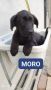 REGALO Adozione cuccioli MORO E ZEUS