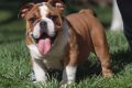 Cuccioli Di Bulldog Inglese