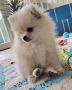 REGALO Tre bellissimi pomerania fratellini in adozione