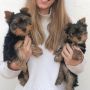 REGALO Regalo Cuccioli di Yorkshire Terrier 