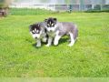 REGALO Disponibili cuccioli di razza HUSKY siberian 