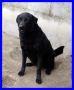 REGALO ACHILLE splendido mix labrador bello e buono 