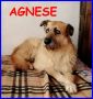REGALO AGNESE simil spinona 6 anni  perfetta