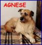 REGALO AGNESE simil spinona 6 anni nessuno la vuole 