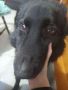 REGALO URGENTE,ALICE RISCHIA IL CANILE 