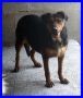 REGALO AMARANTA 4 anni buonissima in canile