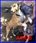 REGALO Amos 2-3 anni fantastico cagnolino