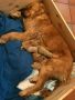 VENDO cuccioli di golden retriver anglo americano