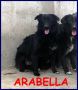 REGALO ARABELLA cucciolona 10 mesi simil border