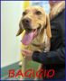 REGALO BAGIGIO cucciolone simil segugio bello e buon