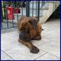 REGALO BEN splendido bullmastiff 5 anni favoloso