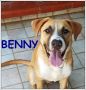REGALO BENNY cucciolone 8 mesi simil amstaff abbandonato