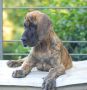 VENDO Cuccioli di alano tigrato 