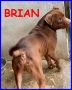 REGALO BRIAN belissimo pitbullino 4 anni cerca amico