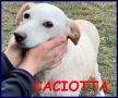 REGALO CACIOTTA 2 anni 10 kg recuperata con tutti i 