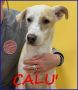 REGALO CALU' tenera cagnolina salvata dalla gabbia