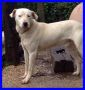 REGALO CASSIO cucciolone mix dogo vive a catena
