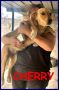 REGALO CHERRY cucciolotta simil golden retriver