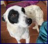 REGALO CHINA piccoletta 4 anni 10 kg recuperata in u