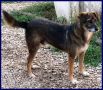REGALO CHOPPY 8 anni simil lupetto da anni diffondia