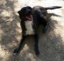 REGALO Cindy, cagnolina taglia piccola