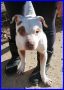 REGALO CLAUS fantastico pitbullino 3 anni dolce