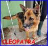 REGALO CLEPATRA pastore tedesco 7 anni appena arrivata
