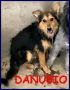 REGALO DANUBIO cucciolone lupacchiotto 10 mesi 