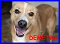 REGALO DEMETRA cagnolina speciale dolce buona tranqu