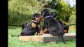 REGALO Disponibile splendida Doberman cuccioli