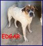 REGALO EDGAR cagnolone buonissimo 3 anni