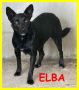 REGALO ELBA piccolina disperata e sola  aiutateci