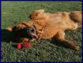 REGALO ETTORE pastore tedesco 9 anni