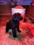 VENDO cuccioli di schnauzer gigante nero