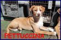 REGALO FETTUCCINA cucciola 4 mesi aspetta una mamma