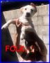 REGALO FOLK cucciolo 6 mesi tg medio piccola sta cre