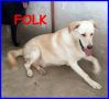 REGALO FOLK cucciolone 1 anno e mezzo simil labrador