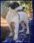 REGALO GGG fantastico cucciolo 5 mesi simil pastore 