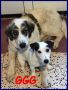 REGALO GGG meraviglioso cucciolo simil maremmano 6 m