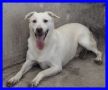 REGALO GIASONE spettacolare mix labrador in canile