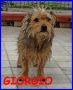 REGALO GIORGIO yorkino da borsetta 5 kg in un canile