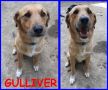 REGALO GULLIVER 2 ANNI, TG MEDIOPICCOLA, E' SIMPATICO