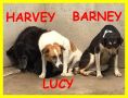 REGALO HARVEY LUCY E BARNEY anime disperate
