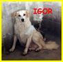 REGALO IGOR giovane intoccabile aspetta un angelo ch