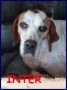 REGALO INTER simil pointer 2 anni recuperato