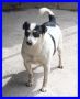 REGALO JACK mix jack russel da tanti anni in canile 
