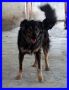 REGALO Jago 4 anni e mezzo, mix volpino tigrato