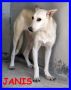 REGALO JANIS bella cucciolona 1 anno aspetta famigli